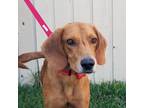 Adopt Biggy Foot a Tan/Yellow/Fawn Retriever (Unknown Type) / Hound (Unknown