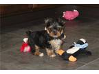 Yorkshire Terrier Puppy for sale in Kansas City, MO, USA