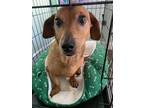 Adopt Riley a Red/Golden/Orange/Chestnut - with Black Dachshund / Mixed dog in