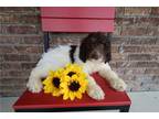 Springerdoodle Puppy for sale in Cambridge, OH, USA