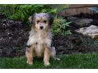 Aussiedoodle Puppy for sale in Canton, OH, USA