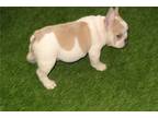 French Bulldog Puppy for sale in Battle Creek, MI, USA