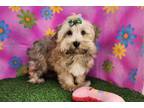 Havanese Puppy for sale in Springfield, MO, USA