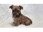 Yorkshire Terrier Puppy for sale in Kansas City, MO, USA