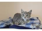 Adopt Zoom-a-Zoop Troupe a Domestic Shorthair / Mixed (short coat) cat in