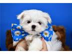 Maltese Puppy for sale in Fort Worth, TX, USA