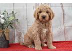 Labradoodle Puppy for sale in Kirksville, MO, USA