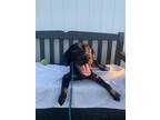 Adopt Speed a Black Mixed Breed (Medium) / Mixed dog in Chamblee, GA (38988967)