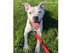 Adopt Wave a White Mixed Breed (Medium) / Mixed dog in Maumee, OH (38849303)