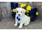 Havanese Puppy for sale in Fort Wayne, IN, USA