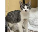 Adopt Flounder a Brown or Chocolate Domestic Shorthair / Domestic Shorthair /