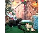 Adopt Spanks a Black Labrador Retriever / Mixed dog in Richmond, VA (37656175)