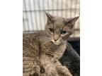 Adopt Pickles~23/24-0095b a Gray or Blue Domestic Shorthair / Domestic Shorthair