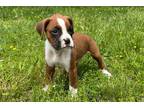 Boxer Puppy for sale in Springfield, MO, USA