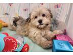 Havanese Puppy for sale in Springfield, MO, USA