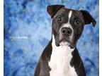 Adopt Champ a Black - with White Pit Bull Terrier dog in Plymouth, MN (38703193)