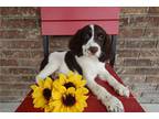 Springerdoodle Puppy for sale in Cambridge, OH, USA