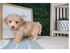 Maltipoo Puppy for sale in Springfield, MO, USA