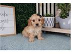 Cavapoo Puppy for sale in Springfield, MO, USA