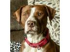 Adopt Maggie-May a Brown/Chocolate - with White American Staffordshire Terrier /