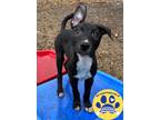 Adopt Moonlight a Black Mixed Breed (Large) / Mixed dog in DeKalb, IL (38980397)