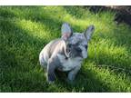 French Bulldog Puppy for sale in Battle Creek, MI, USA