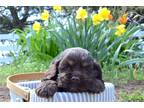 Cocker Spaniel Puppy for sale in South Bend, IN, USA