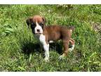 Boxer Puppy for sale in Springfield, MO, USA