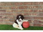 Springerdoodle Puppy for sale in Cambridge, OH, USA