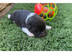Akita Puppy for sale in Canton, OH, USA