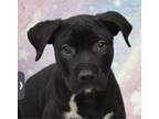 Adopt Koa a Black - with White Labrador Retriever / Mixed Breed (Medium) / Mixed