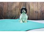 Havanese Puppy for sale in Fort Wayne, IN, USA