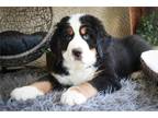 Bernese Mountain Dog Puppy for sale in South Bend, IN, USA