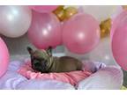 French Bulldog Puppy for sale in Houston, TX, USA