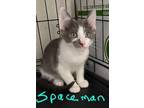Adopt SPACE a Gray or Blue (Mostly) Domestic Shorthair (short coat) cat in San