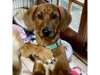 Adopt Meg a Tan/Yellow/Fawn Hound (Unknown Type) / Mixed Breed (Medium) / Mixed