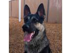 Adopt SID a Black - with Tan, Yellow or Fawn German Shepherd Dog / Mixed dog in