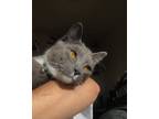Adopt Goose a Gray or Blue (Mostly) Domestic Shorthair / Mixed (short coat) cat