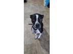 Adopt Lillah a Black - with White American Pit Bull Terrier / Border Collie /