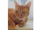 Adopt Socko a Orange or Red Tabby Domestic Shorthair (short coat) cat in