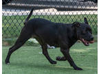Adopt Blackberry a Black American Staffordshire Terrier / Mixed dog in Farmers