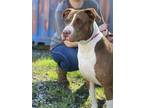 Adopt SURI a Brown/Chocolate - with White American Staffordshire Terrier / Mixed