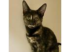 Adopt Cali a Tortoiseshell Domestic Shorthair / Mixed cat in San Antonio