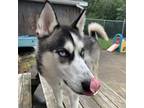 Adopt Benji a Black Siberian Husky / Mixed dog in Canastota, NY (39002475)