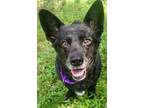 Adopt Shirley a Black Mixed Breed (Small) / Mixed dog in Blackwood