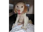 Adopt OLLIE a White - with Red, Golden, Orange or Chestnut English Setter /