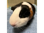 Adopt December a Black Guinea Pig / Mixed small animal in Oshkosh, WI (38777090)