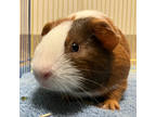 Adopt October a Black Guinea Pig / Mixed small animal in Oshkosh, WI (38777091)
