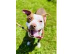 Adopt Kai a White American Pit Bull Terrier / Mixed dog in Penn Yan