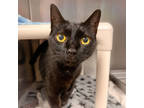 Adopt Salem a All Black Domestic Shorthair / Domestic Shorthair / Mixed cat in